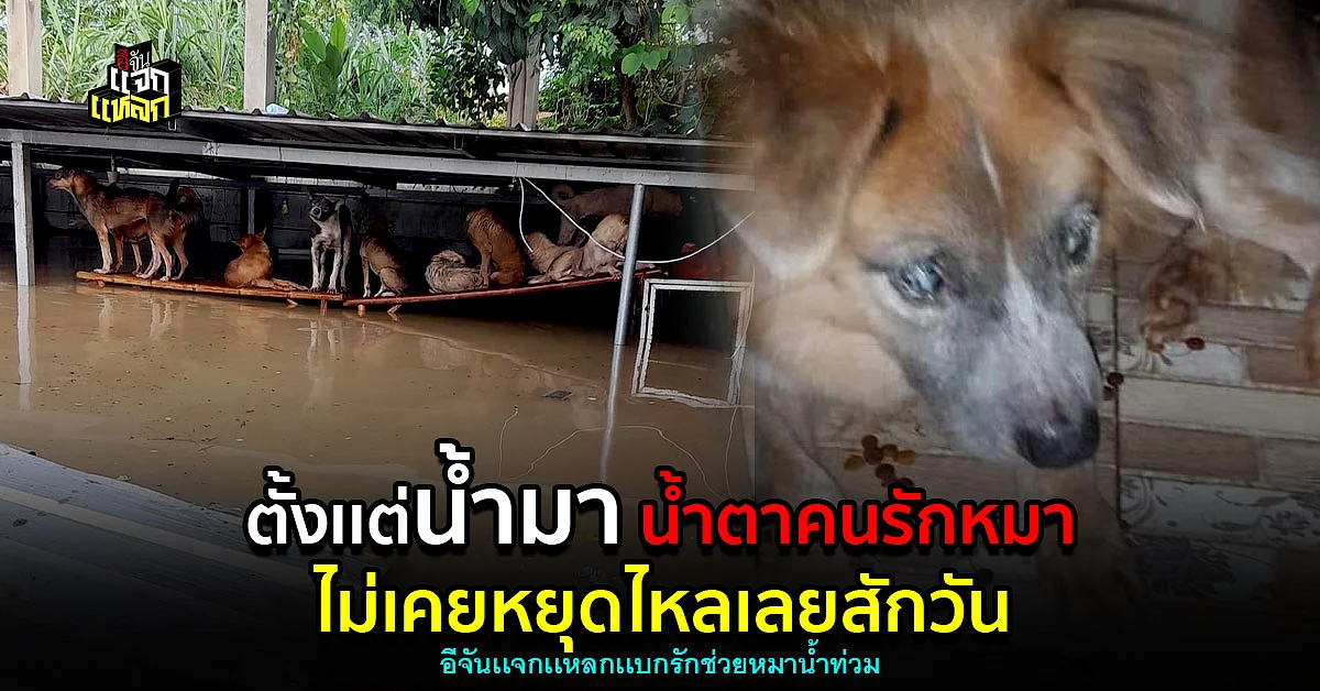 หมาจร 200 ชีวิต เกือบจมใต้น้ำ ใจคนรักหมาทนไม่ได้