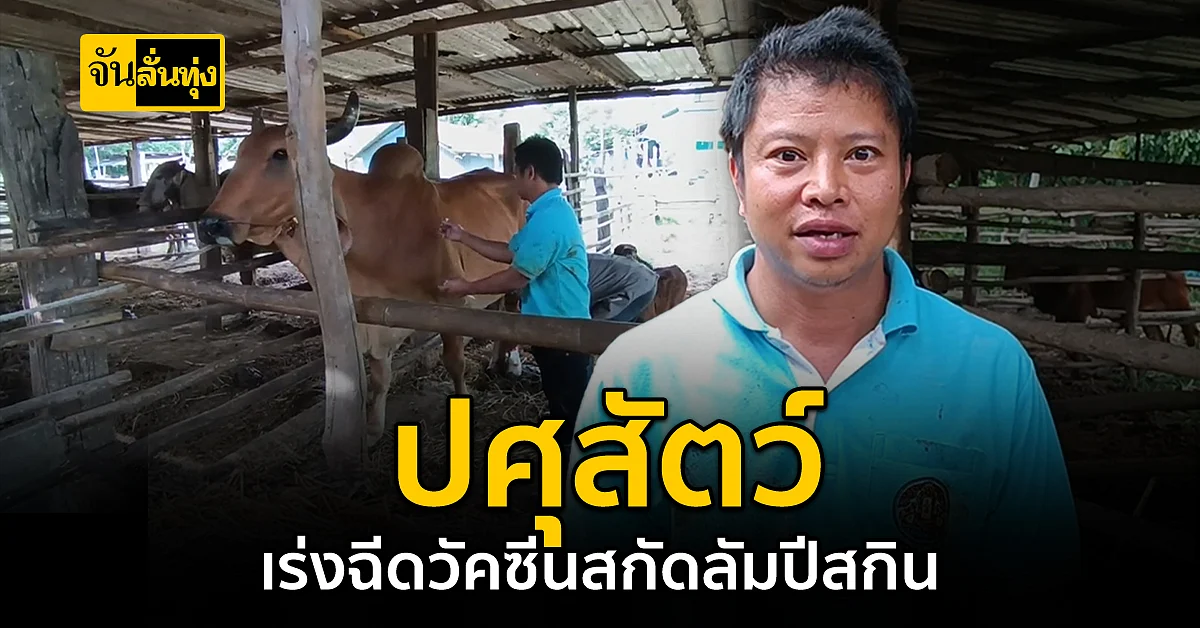 กรมปศุสัตว์ เร่งฉีดวัคซีน ป้องกันสัตว์ป่วยจาก โรคลัมปีสกิน