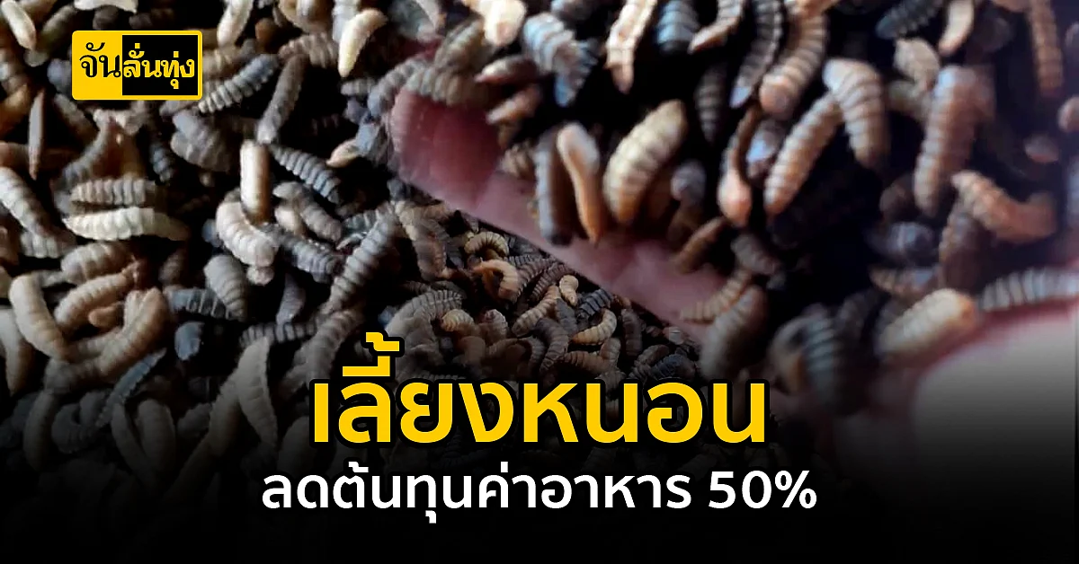 เลี้ยงหนอนแมลงวัน ลดต้นทุนค่าอาหร 50%