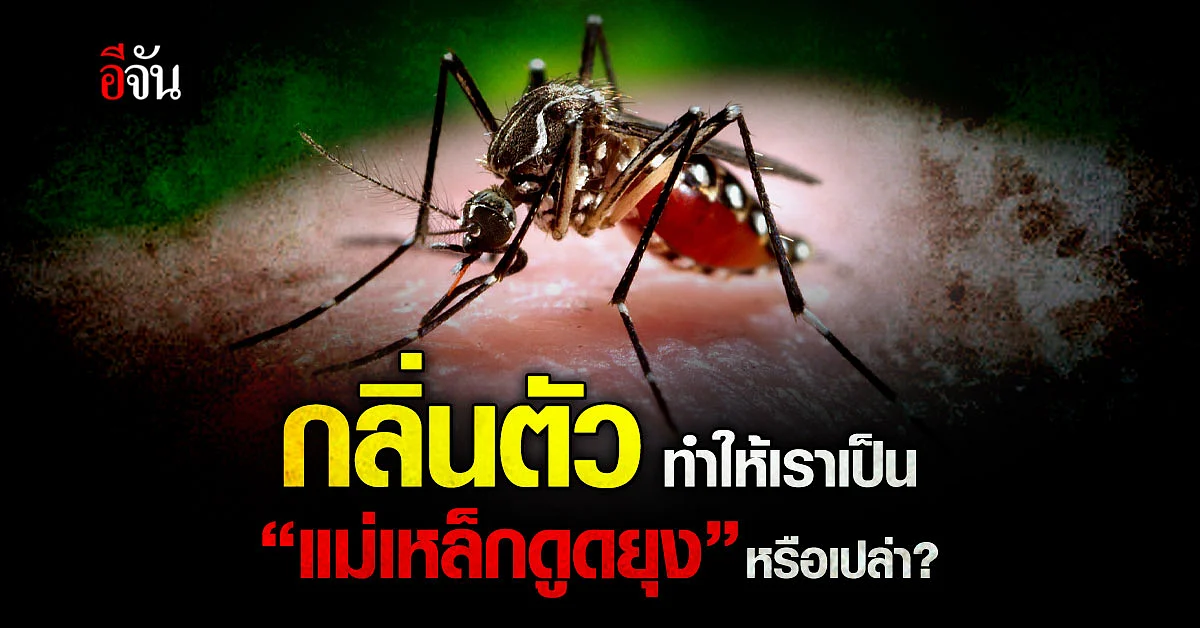 กลิ่นตัวเรา ทำให้เราเป็น “แม่เหล็กดูดยุง” หรือเปล่า?