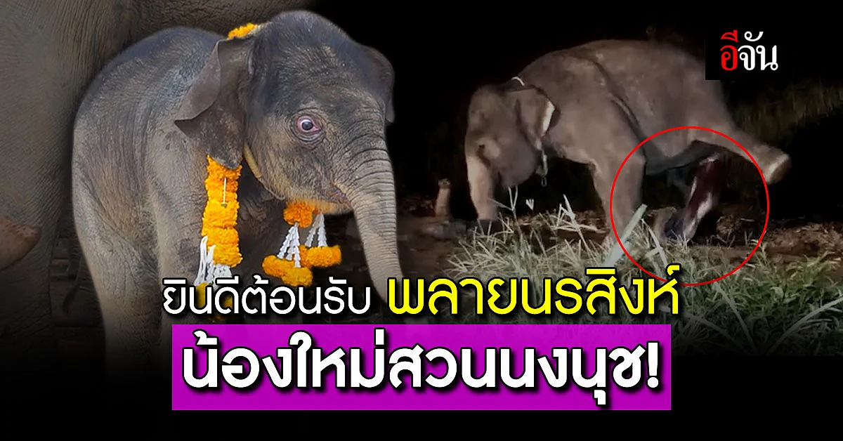 ยินดีต้อนรับ พลายนรสิงห์ น้องใหม่สวนนงนุช!