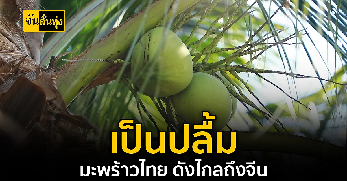 มะพร้าวไทย กลิ่นหอมรสหวาน จนได้รับความนิยมจาก ตลาดจีน เป็นอย่างมาก