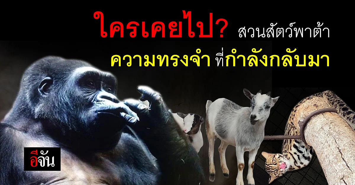 สวนสัตว์พาต้า สถานที่แห่งความทรงจำ กลับมามีชีวิตอีกครั้ง หลังฝ่ามรสุม
