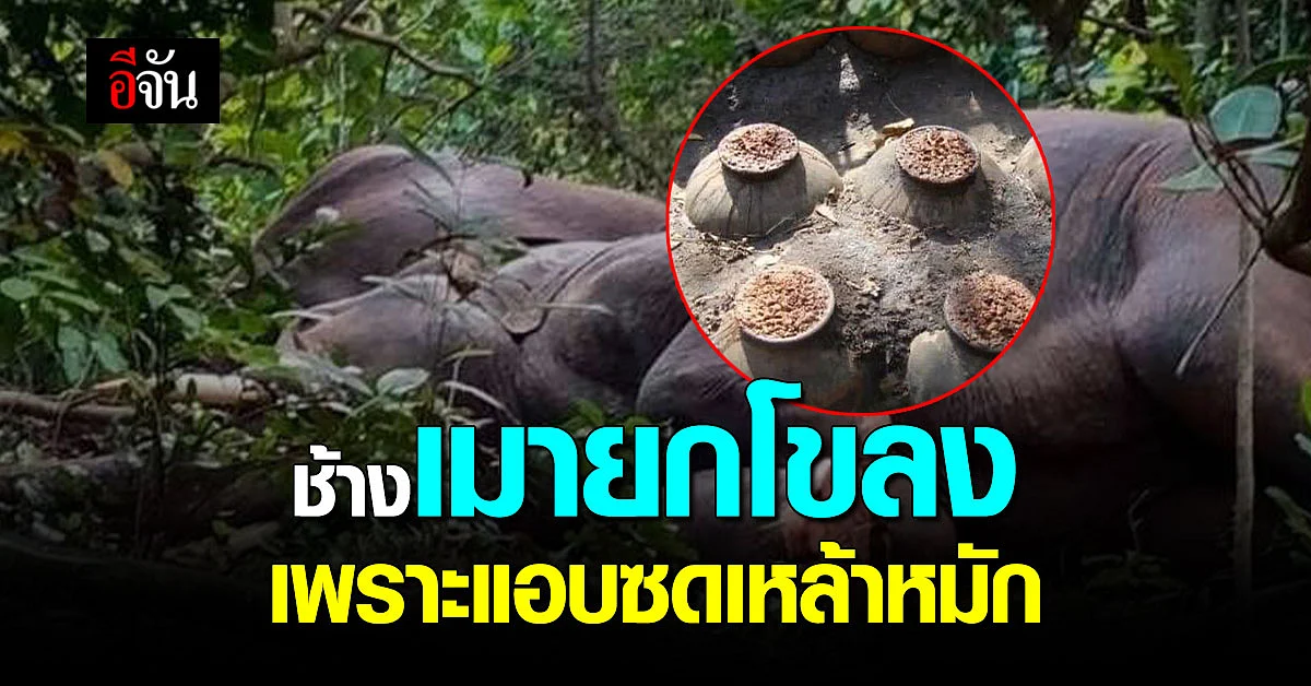 เอ็นดู ช้างป่า ขโมยกินเหล้าหมัก เมาหลับยกโขลง