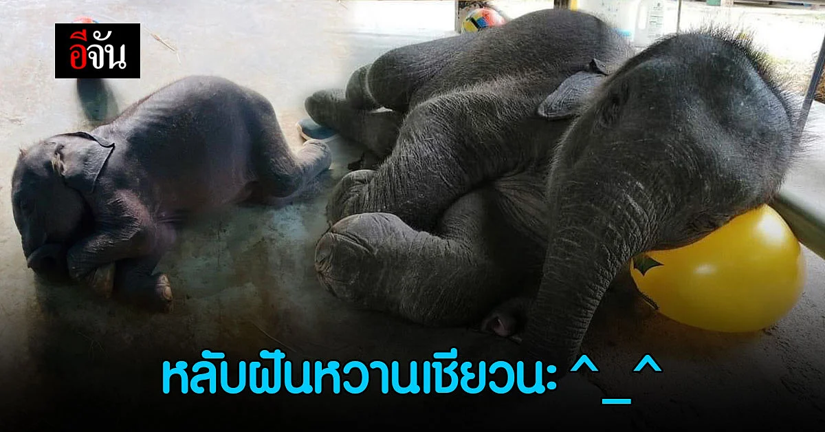 ช้าง นอนหลับยังไง? กรมอุทยาน เผยภาพน่ารัก "เจ้าตุลา" ตอนหลับ