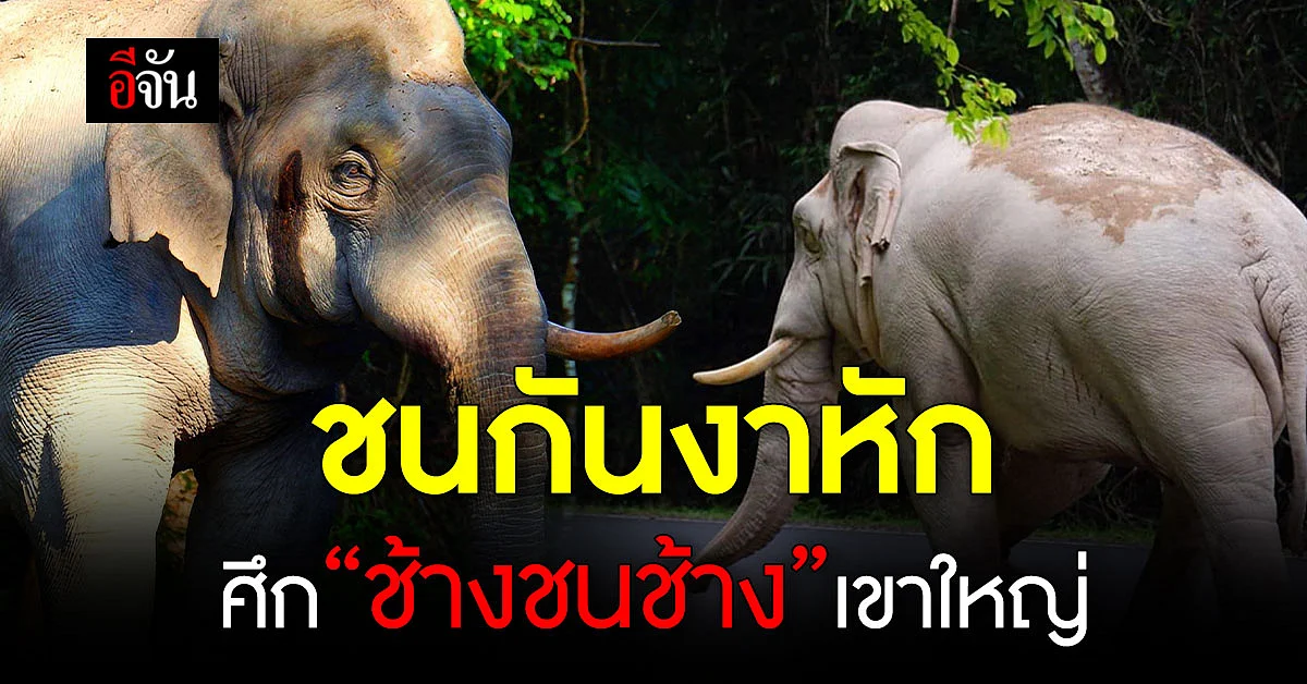 ช้างชนช้าง "พลายงาทอง” ปะทะ "พลายทองคำ" อุทยานแห่งชาติเขาใหญ่