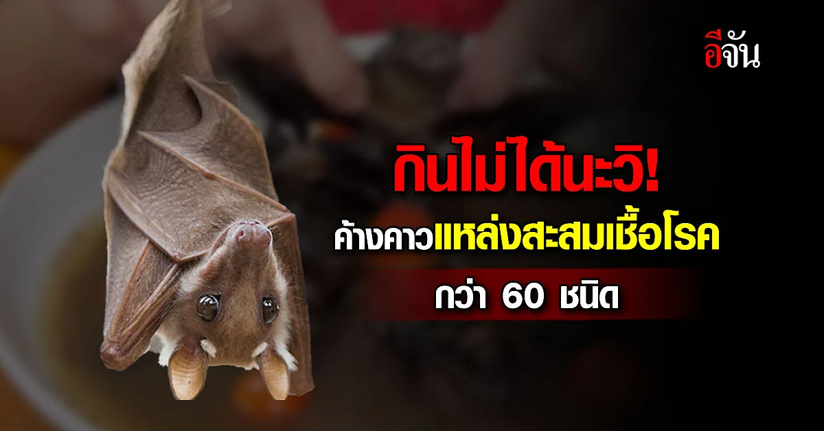 หมอแล็บเตือน! กินค้างคาว แหล่งสะสมของไวรัสกว่า 60 ชนิด