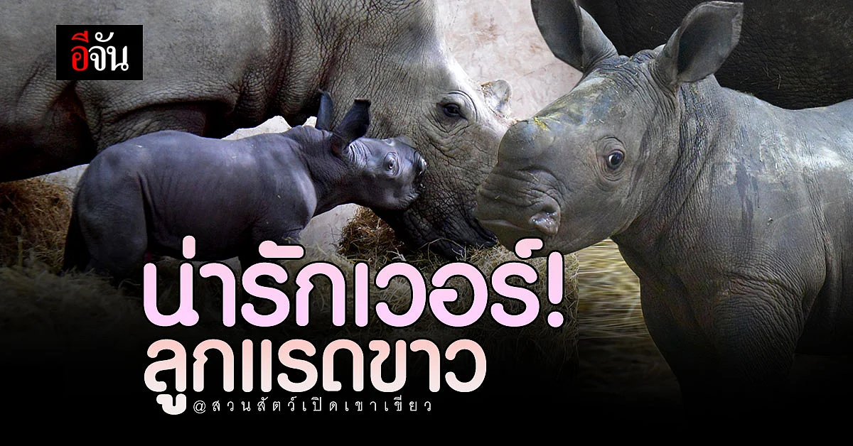 สวนสัตว์เปิดเขาเขียว เปิดตัว ลูกแรดขาวตัวแรก