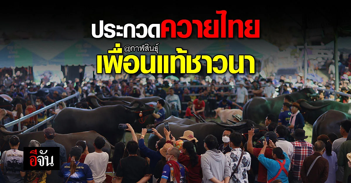 กาฬสินธุ์ จัดประกวดควายไทย ชิงเงินรางวัล และ ถ้วยเกียรติยศ