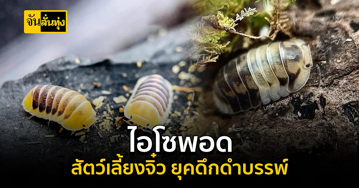 ทำความรู้จักและวิธีการเลี้ยง ไอโซพอด สัตว์เลี้ยงดึกดำบรรพ์