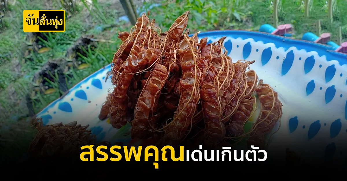 มะขามเปียก ของดีสรรพคุณเกินตัว