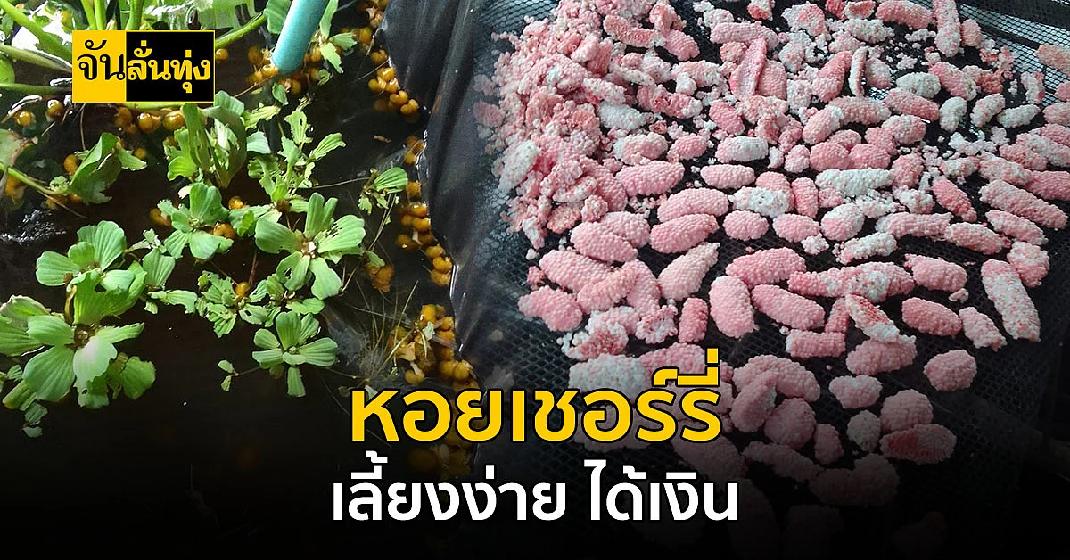 หอยเชอรี่สัตว์สร้างเงิน เลี้ยงง่าย ไม่ต้องลงทุน