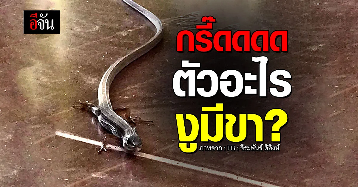 หนุ่มโพสต์ เจอ สัตว์ประหลาด คล้ายงูมีขา ไล่ก็ไม่ไป