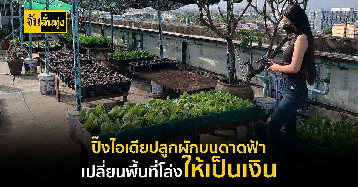 พื้นที่น้อยก็ไม่หวั่น! ปลูกผักบนดาดฟ้าสร้างรายได้เสริม