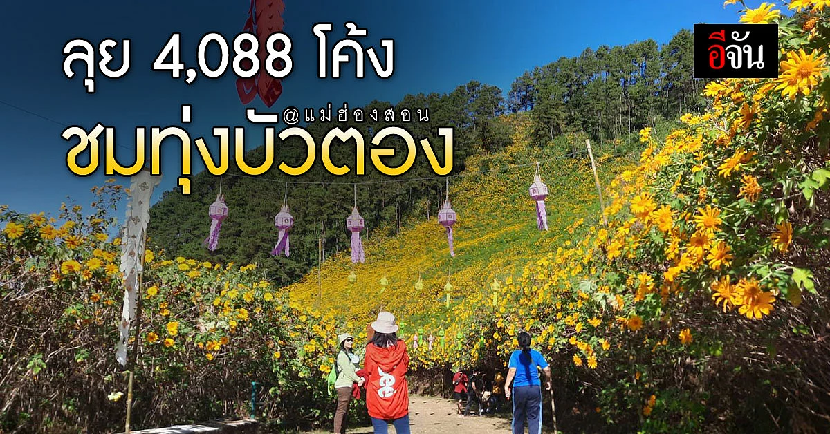 ทุ่งบัวตองบาน แม่ฮ่องสอน บานสะพรั่ง กลางอากาศหนาว นักท่องเที่ยวแห่ชม