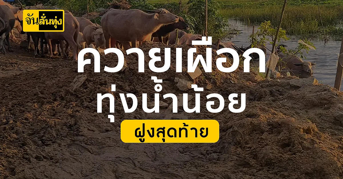 เหลือฝูงสุดท้าย! ควายเผือก เกือบ40ตัว ที่ทุ่งน้ำน้อย