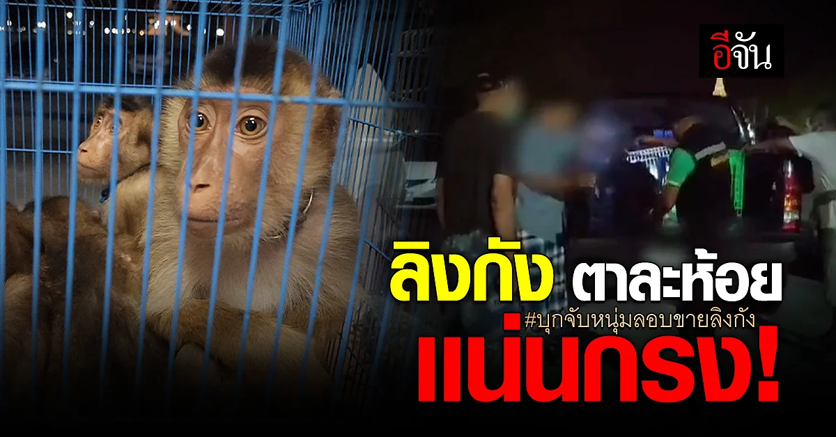 บก.ปทส. บุกจับหนุ่มลอบขายลิงกัง ตาละห้อย เเน่นกรง!