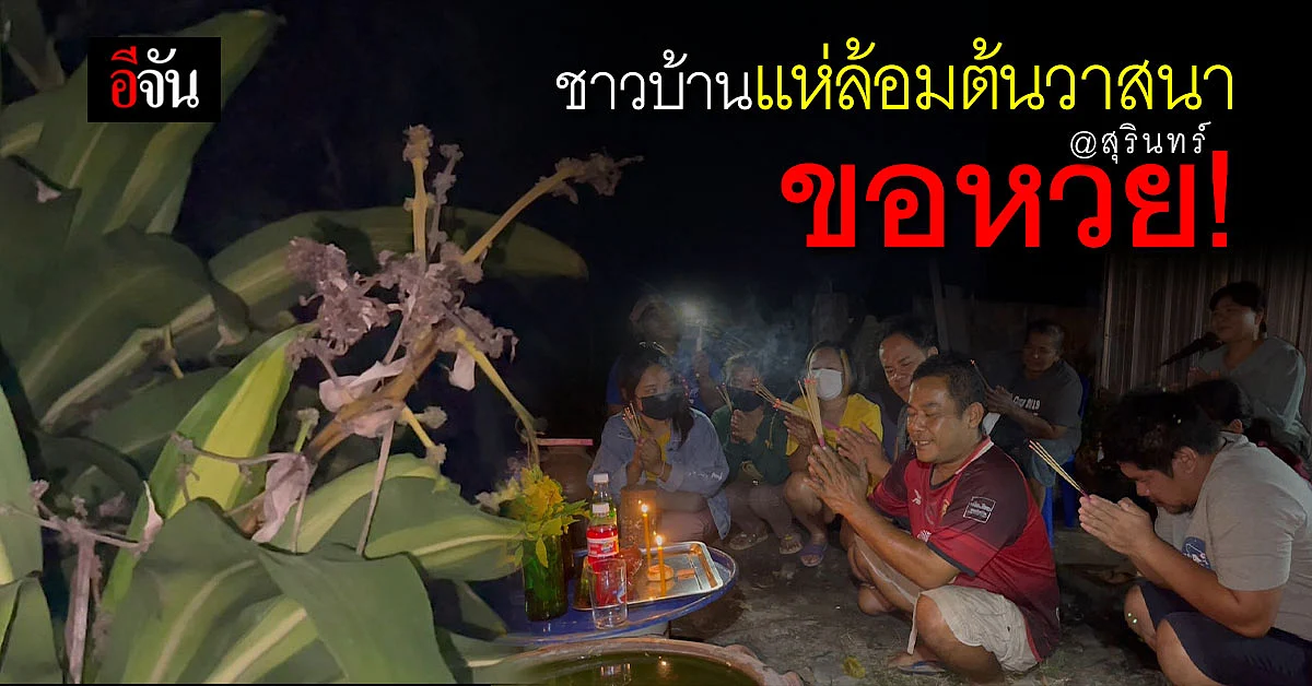สุรินทร์ - ชาวบ้านแห่กันไป ขอหวย เลขเด็ด ต้นวาสนา งวดที่แล้วถูกเต็มๆ