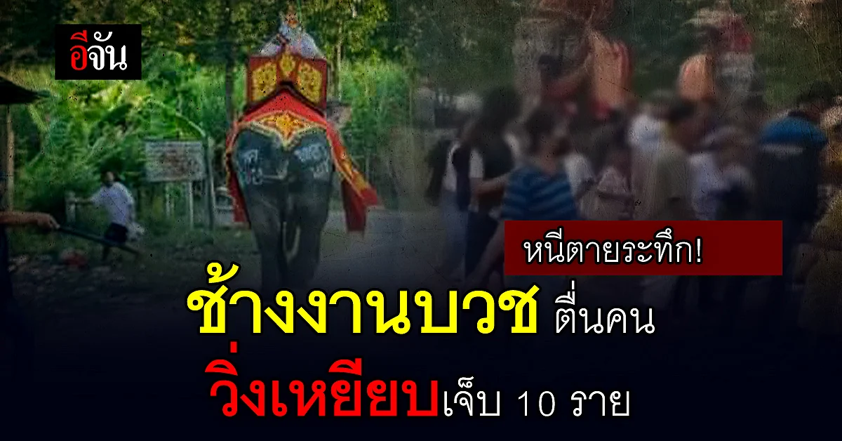 เจ็บนับสิบราย ช้างงานบวช ตื่นคน วิ่งเหยียบ