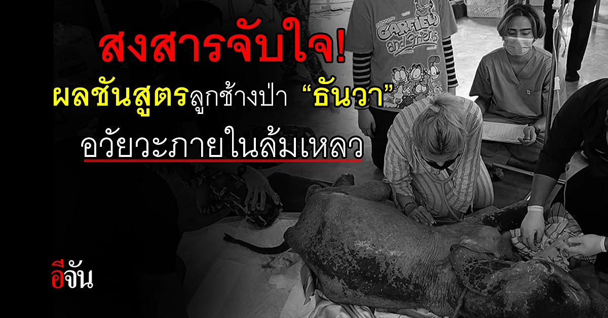 ไม่เจ็บแล้ว! เปิดผลชันสูตรลูกช้างป่า "ธันวา" พบอวัยวะภายในล้มเหลว