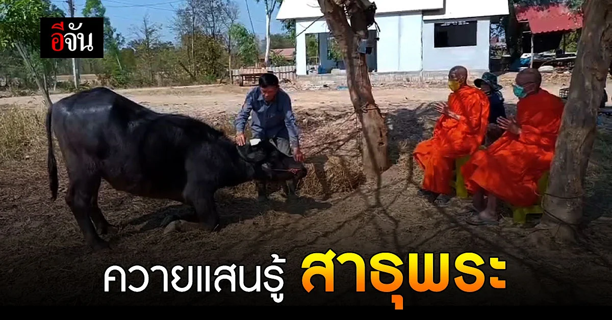 "หยกฟ้า" ควายแสนรู้ คุกเข่า ไหว้พระ