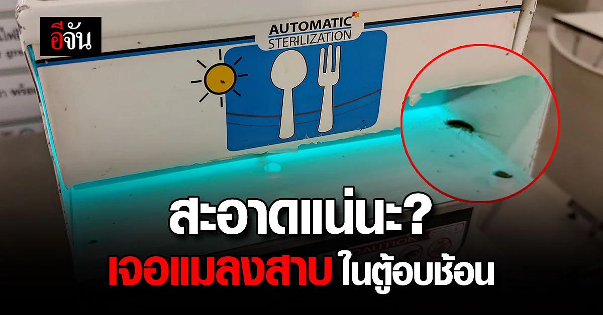 งง! ผู้บริโภคเจอแมลงสาบในเครื่องอบช้อนรังสียูวี แบบนี้สะอาดเหรอ
