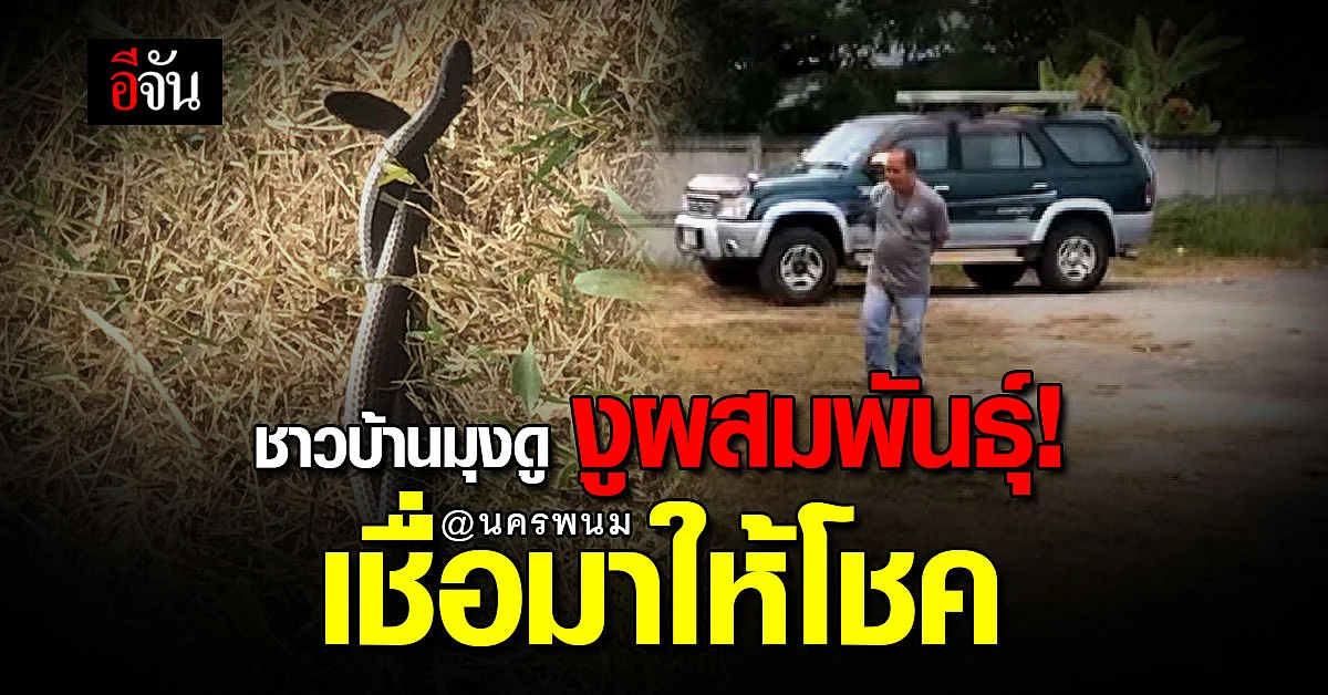 ชาวบ้านมุงดู งูผสมพันธุ์ ตัวยาวเกือบเมตร เชื่อ งูมาให้โชค