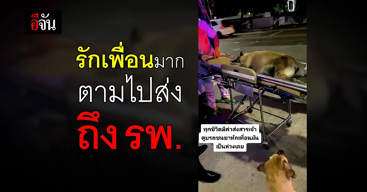 หมา ถูกรถชนขาหัก มีเพื่อน ตามเป็นห่วงเฝ้าไม่ห่าง ตามขึ้นรถกู้ภัยไปส่ง