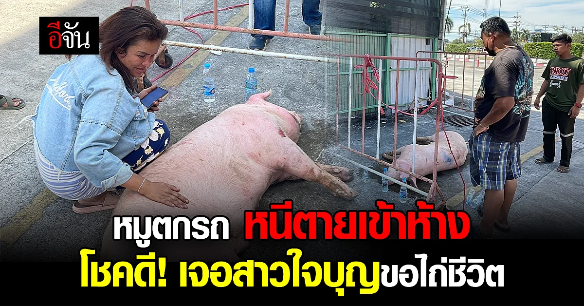 หมูตกรถกลางสี่แยกหนีตายเข้าห้าง สุดโชคดีเจอสาวใจบุญไถ่ชีวิตพ้นโรงเชือด