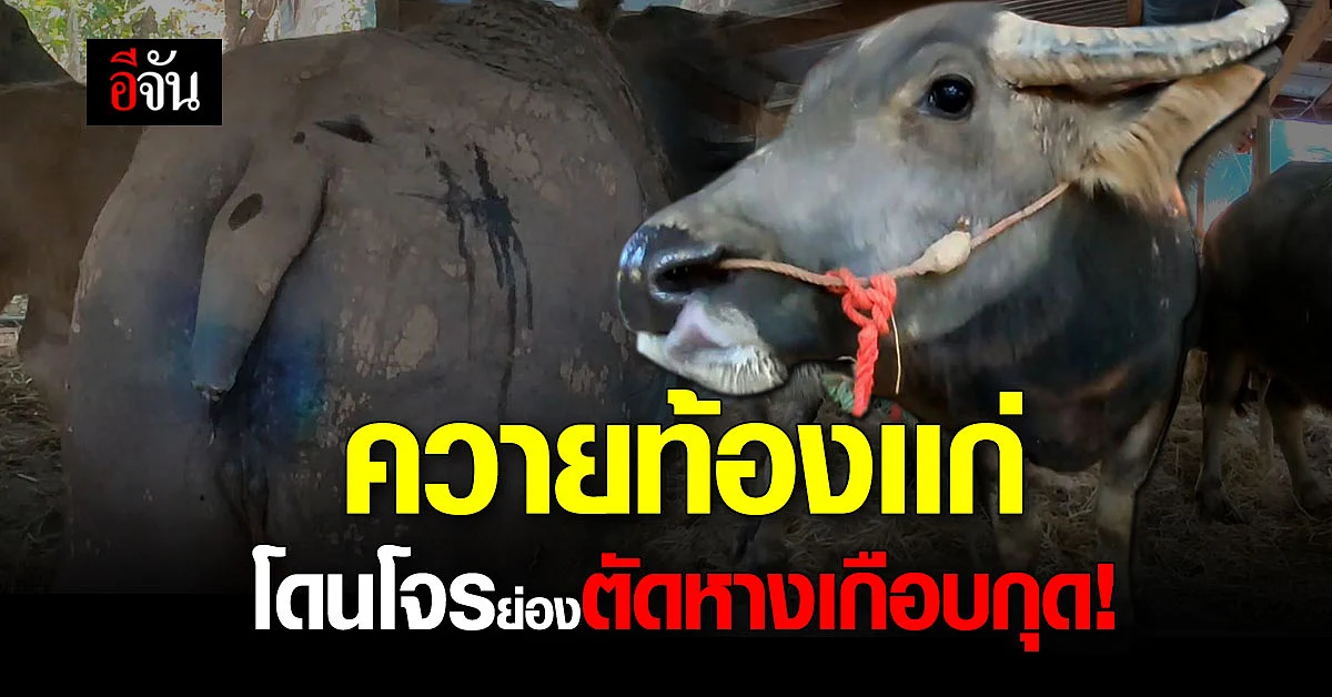 สงสารควาย ! ท้องเเก่ โดนโจรตัดหางเกือบกุด