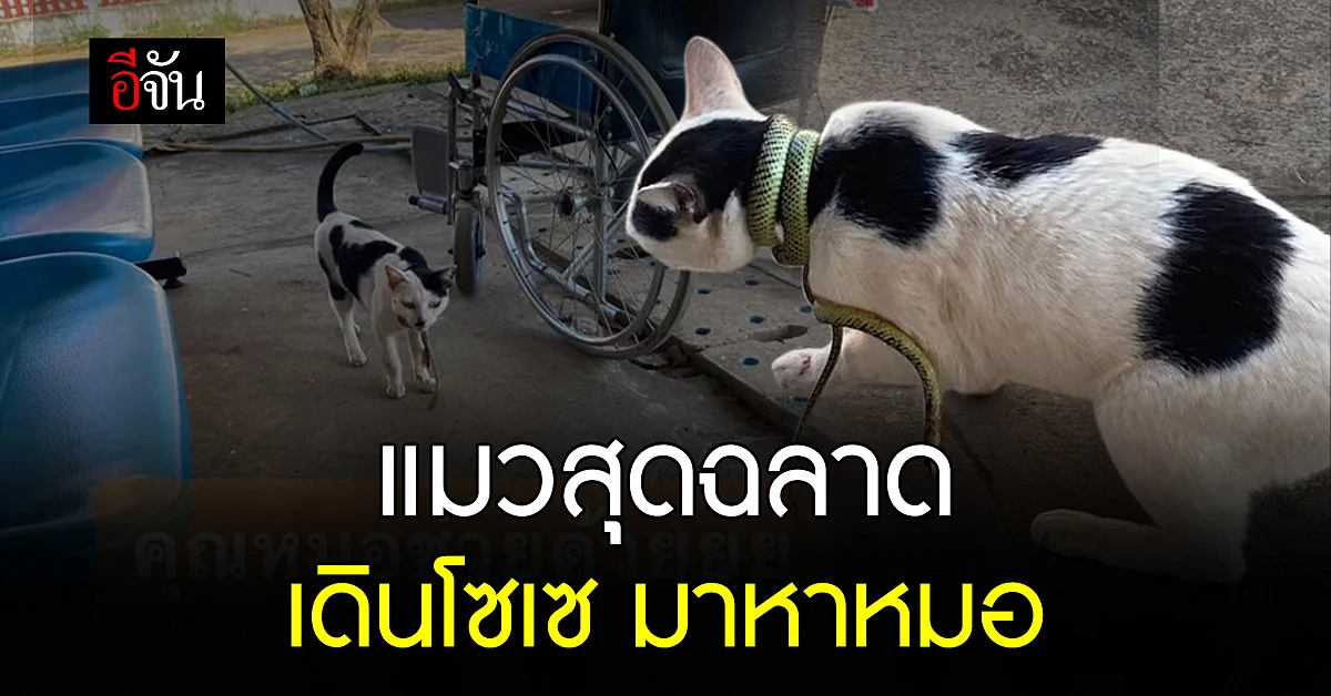 แมวแสนรู้ โดนงูรัด เดินเซ เข้าโรงพยาบาล ขอความช่วยเหลือ