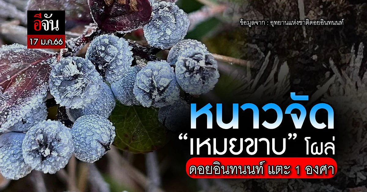 สุดจัด! เช้านี้ ดอยอินทนนท์ แตะ 1 องศา เหมยขาบ ขาวโพลนเต็มยอดดอย