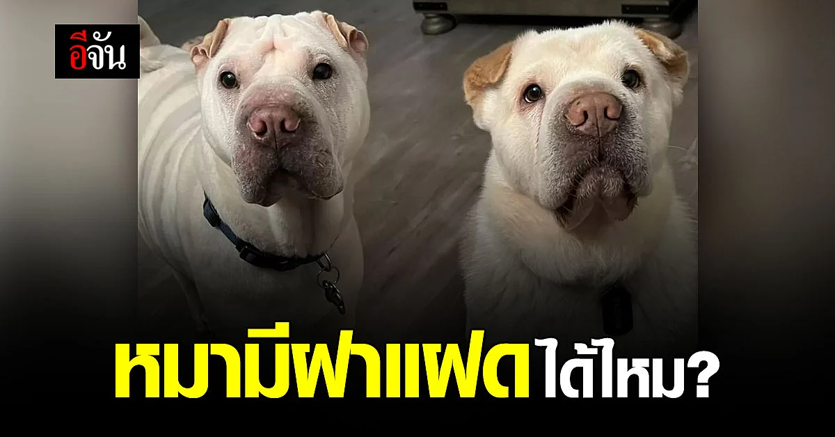 โคตรโชคดี! คู่รักรับเลี้ยงตูบเร่ร่อน ชีวิตพลิกสุดแฮปปี้