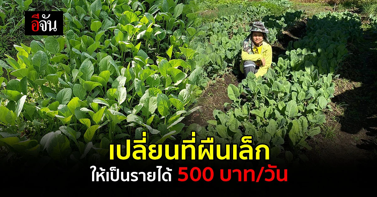 ปลูกผักรอบบ้าน สร้างรายได้ถึงวันละ 500 บาท