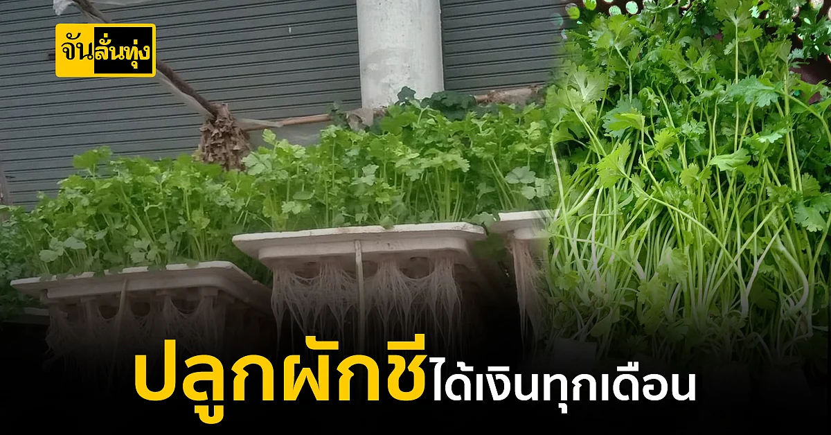 แจกวิธีปลูกผักชีให้ขายได้ทั้งปี