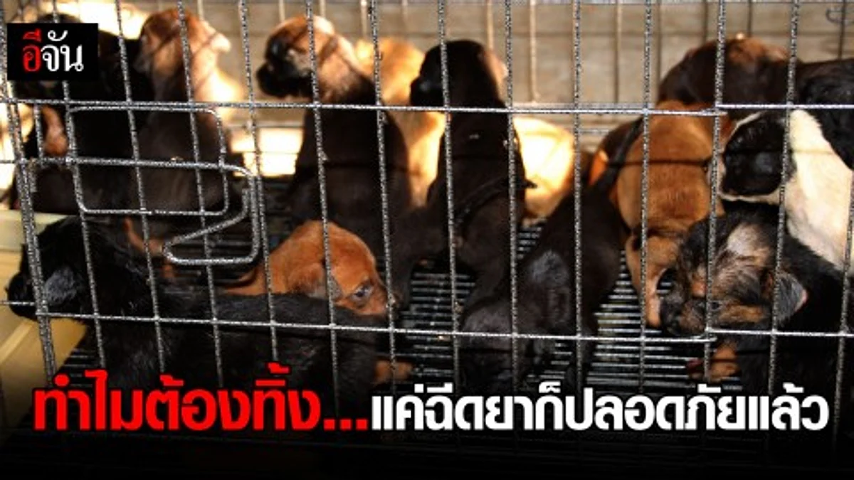 ชาวบ้านผวาพิษสุนัขบ้า ทิ้งลูกหมา แมว ให้ด่านกักกันสัตว์ รับภาระกว่า 1,000 ตัว