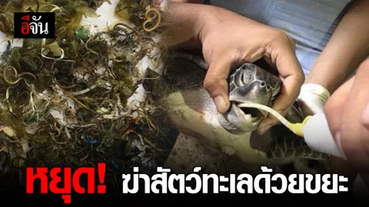 หยุดฆ่าสัตว์ทะเลด้วยขยะ