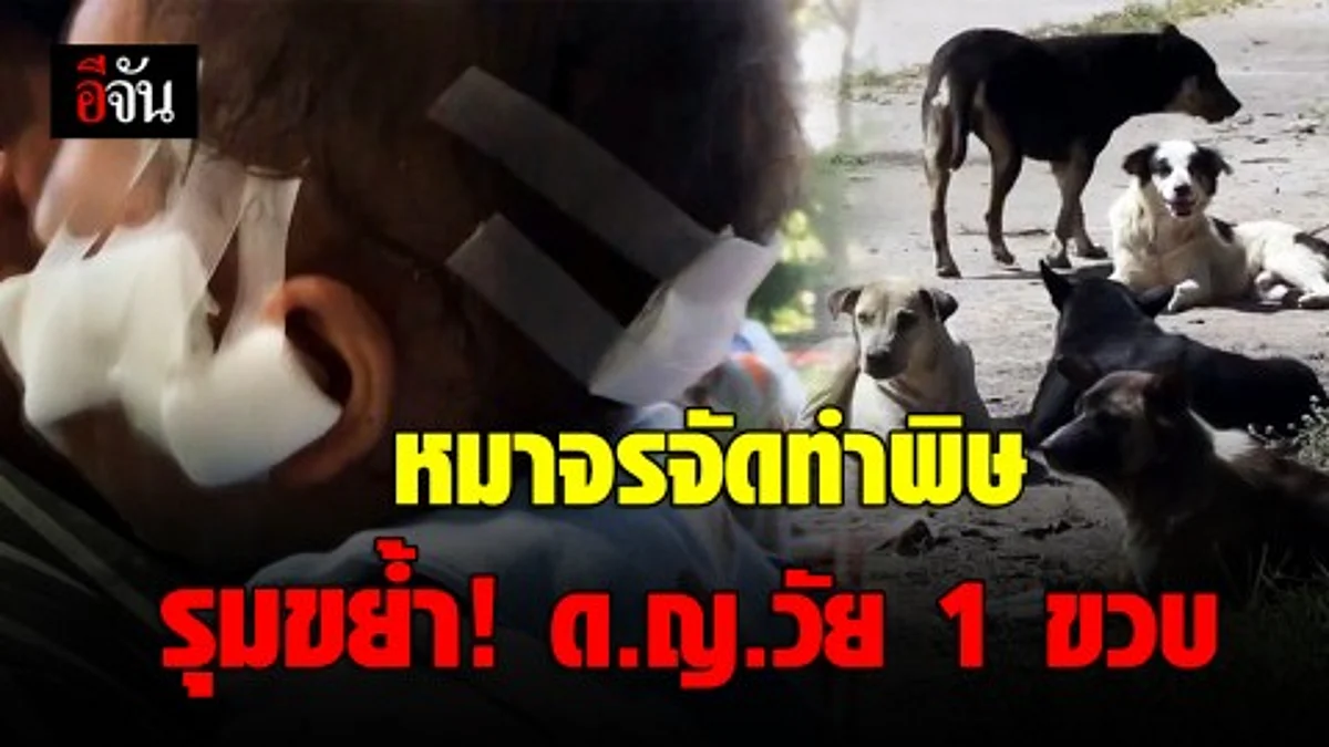 เด็กหญิงวัย1ปี 1 เดือน เหยื่อฝูงหมาจรจัดรุมขย้ำ