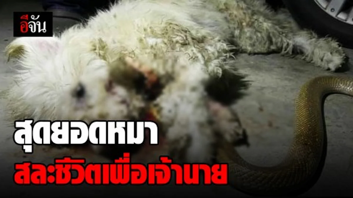 “เจ้าโซดา” หมาน้อยแสนรู้ พลีชีพ กัดกับงูเห่าปกป้องเจ้าของจนตัวตาย