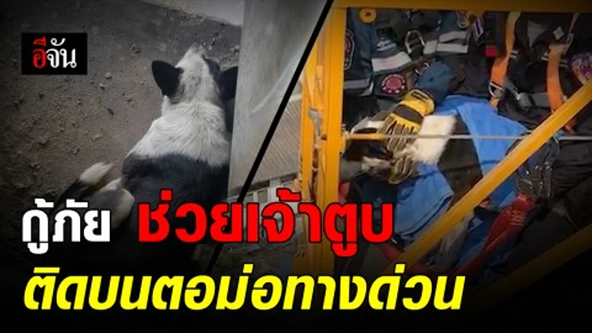 เจ้าหน้าที่ทางการพิเศษพร้อมทีมกู้ภัย เร่งช่วยสุนัขติดอยู่บนตอม่อทางด่วนออกมาได้อย่างปลอดภัย
