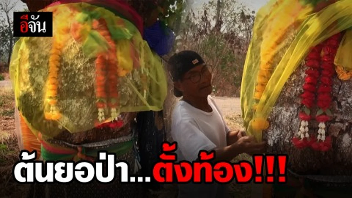แห่ขอเลขเด็ดต้นยอป่าตั้งท้อง หลังให้เลขเด็ดคอหวยถูกหลายงวดซ้อน