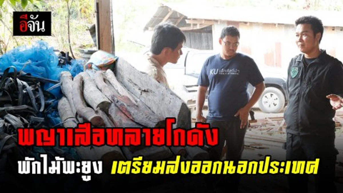 พญาเสือนำทีม ตรวจยึดไม้พะยูงที่โกดัง ต.ท่ากระดาน อ.สนามชัยเขต จ.ฉะเชิงเทรา หลังได้รับเเจ้งมีกลุ่มลักลอบตัดไม้ส่งออกนอกประเทศ