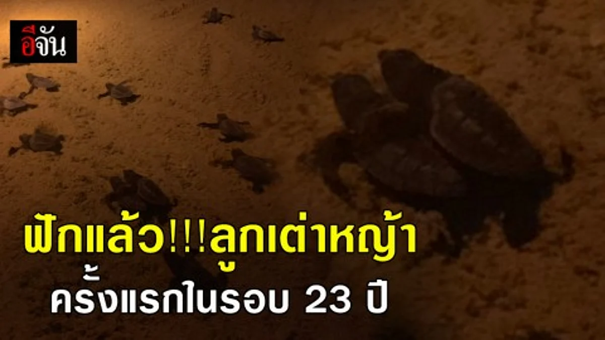 เฮลั่น! ลูกเต่าหญ้ารังแรก ฟักออกจากไข่ 68 ตัว ในรอบ 23 ปี