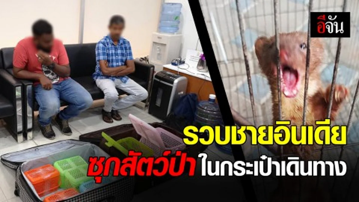จับกุมชายชาวอินเดีย แอบซุกสัตว์ป่าในกระเป๋าเดินทาง สัตวแพทย์เผย อาการสัตว์น่าห่วง คาดถูกวางยาสลบ