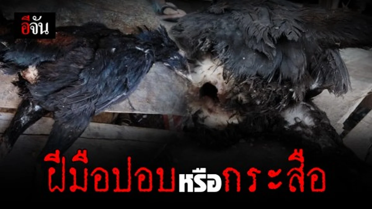 ชาวบ้านผวา เป็ดไก่ถูกควักไส้ ตายเกลื่อน เชื่อ! เป็นฝีมือผีปอปไม่ก็กระสือ