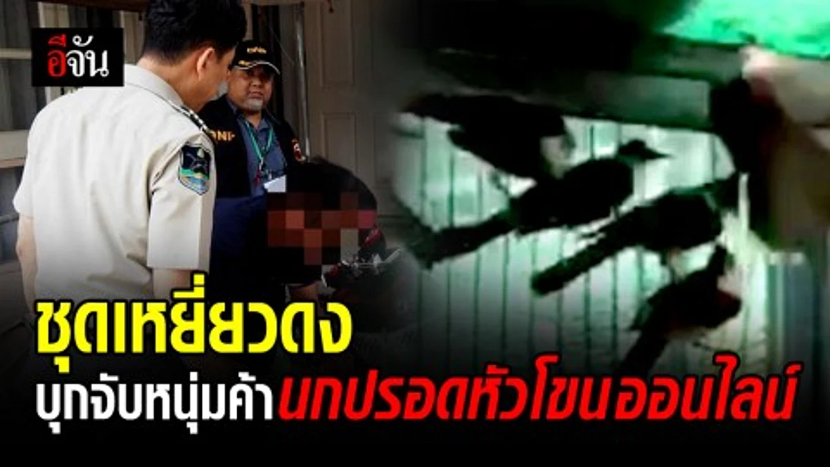 ชุดเหยี่ยวดงบุกค้นบ้านต้องสงสัย ขายนกปรอดหัวโขนออนไลน์ ยึดนกได้ 63 ตัว