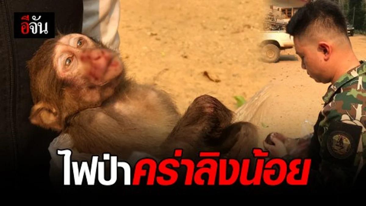 ไฟป่าคร่า ลิงน้อย