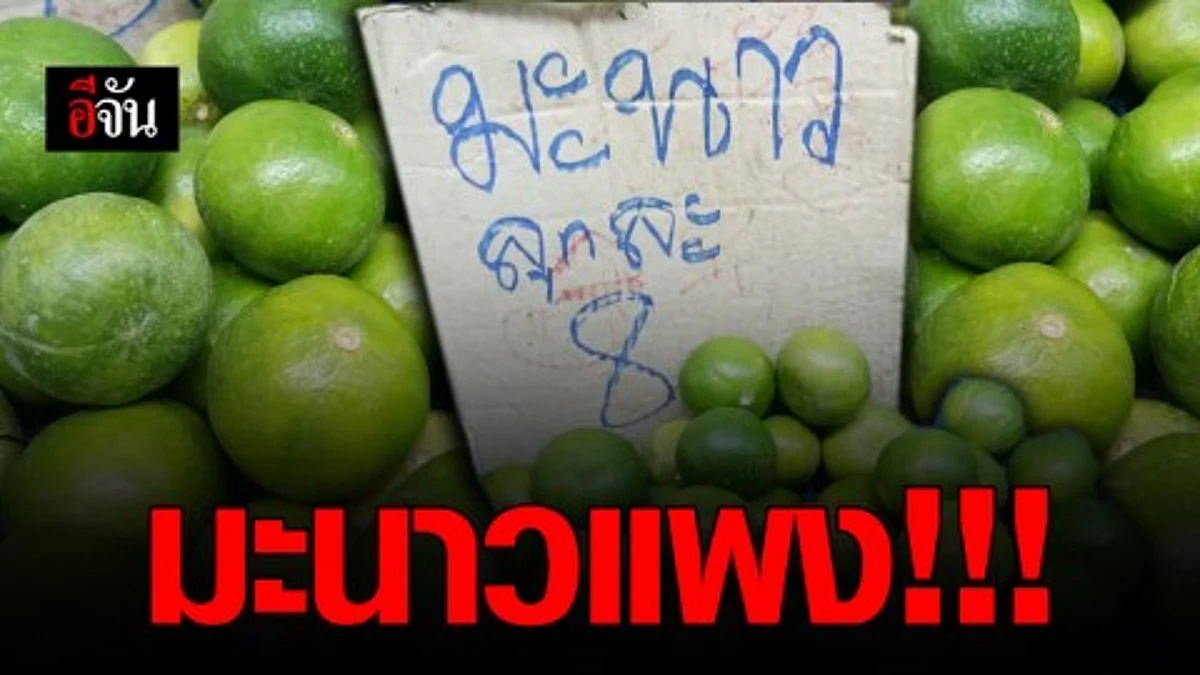 ปีนี้ราคามะนาวโดดขึ้นสูง ราคาลูกละ 8-10 บาท ทุบสถิติปีที่แล้ว