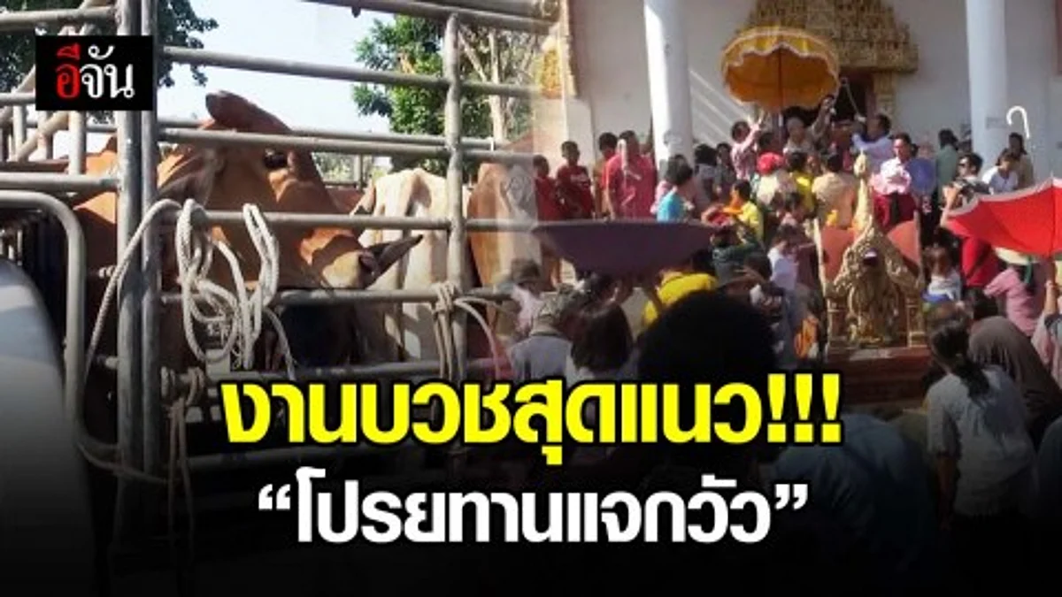 งานบวชสุดแหวกแนว โปรยทานแจกวัวที่ได้จากการไถ่ชีวิตให้ผู้ร่วมงาน