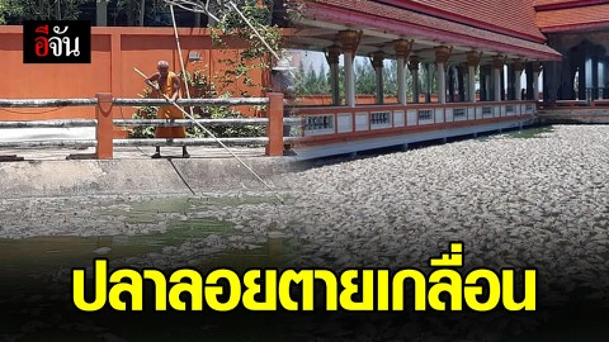 ปลาในสระน้ำวิหารหลวงพ่อโสธร วัดหนองคราม จ.ประจวบฯ ลอยตายเกลื่อน คาดเป็นเพราะอากาศร้อน